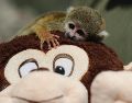 El pequeño mono fraile no se separa de su peluche, también en forma de primate. EFE/ Paolo Aguilar