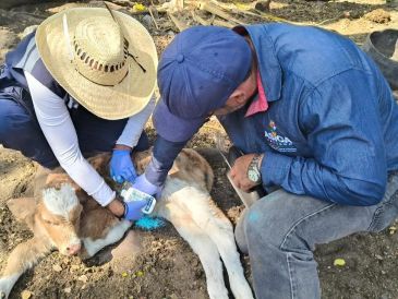 Personal veterinario revisa unidades pecuarias para detectar y tratar animales afectados. ESPECIAL