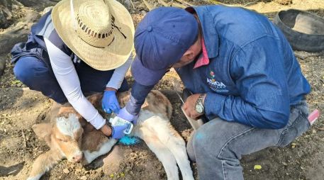 Personal veterinario revisa unidades pecuarias para detectar y tratar animales afectados. ESPECIAL