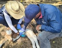 Personal veterinario revisa unidades pecuarias para detectar y tratar animales afectados. ESPECIAL