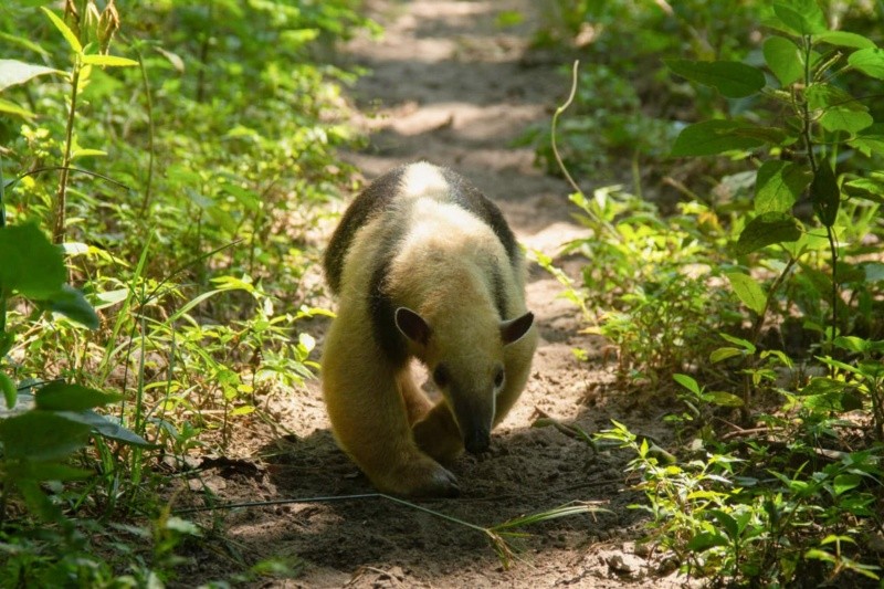Los animales, que fueron bautizados como Chirú y Pulgarcito por sus rescatistas. EFE/Gobernación de Santa Cruz