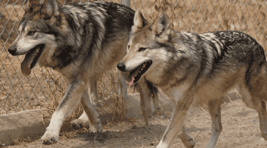 En 2019 el lobo mexicano fue reclasificado al pasar de la categoría de 