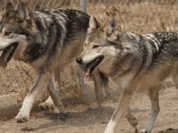 En 2019 el lobo mexicano fue reclasificado al pasar de la categoría de 