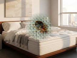 Si bien las personas relacionan a las chinches como bichos exclusivos de los hogares, también pueden aparecer en hoteles, moteles, barcos, trenes o camiones, es decir, en cualquier sitio donde haya movimiento frecuente de personas. ESPECIAL / CANVA