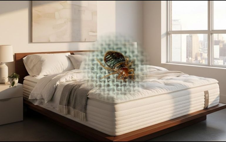 Si bien las personas relacionan a las chinches como bichos exclusivos de los hogares, también pueden aparecer en hoteles, moteles, barcos, trenes o camiones, es decir, en cualquier sitio donde haya movimiento frecuente de personas. ESPECIAL / CANVA