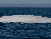 Los registros más famosos de ballenas blancas se limitaban a otras especies, como la icónica ballena jorobada o la ballena gris. X / @CONANP_mx