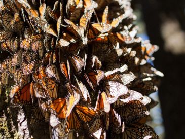 Las mariposas monarca dependen de las plantas de algodoncillo del género Asclepias. EFE/ARCHIVO
