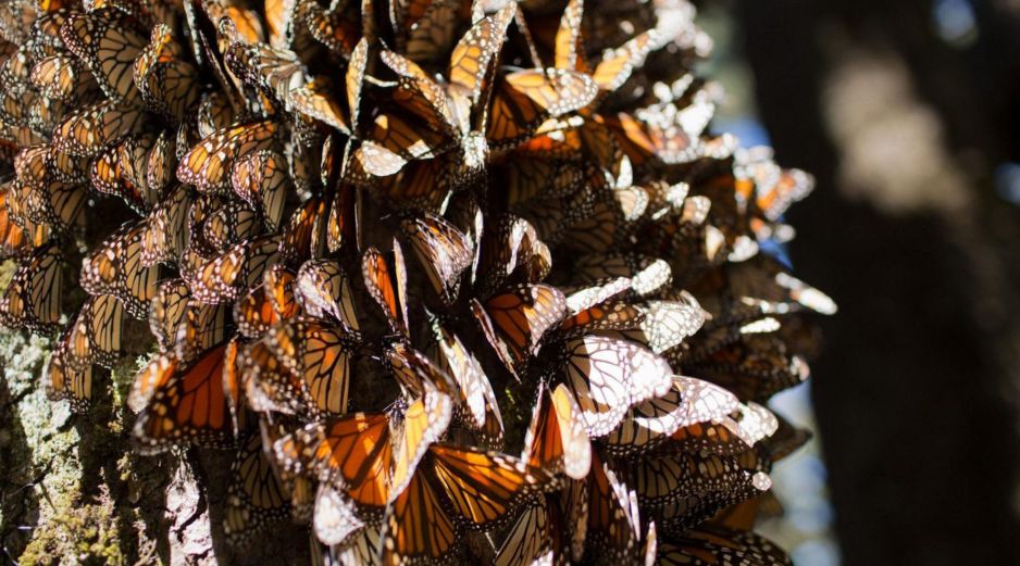 Las mariposas monarca dependen de las plantas de algodoncillo del género Asclepias. EFE/ARCHIVO