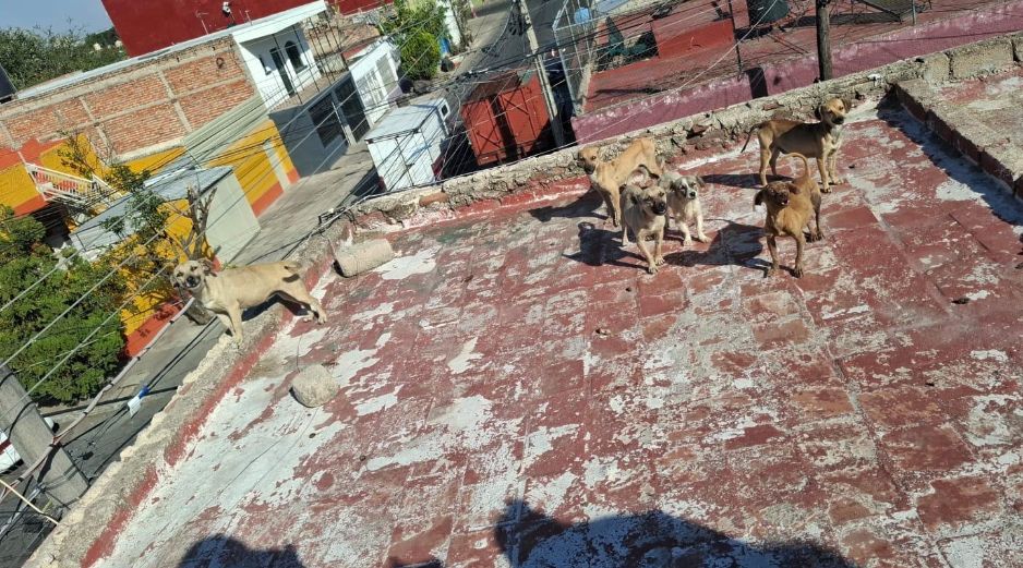 En las imágenes se les pueden ver los huesos, la parte de las costillas, a algunos de los perritos rescatados y con signos evidentes de deshidratación. CORTESÍA/ Gobierno de Guadalajara