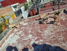 En las imágenes se les pueden ver los huesos, la parte de las costillas, a algunos de los perritos rescatados y con signos evidentes de deshidratación. CORTESÍA/ Gobierno de Guadalajara