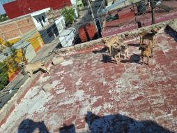 En las imágenes se les pueden ver los huesos, la parte de las costillas, a algunos de los perritos rescatados y con signos evidentes de deshidratación. CORTESÍA/ Gobierno de Guadalajara