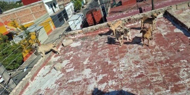 Rescatan a perritos abandonados en azotea de la colonia Polanco en Guadalajara