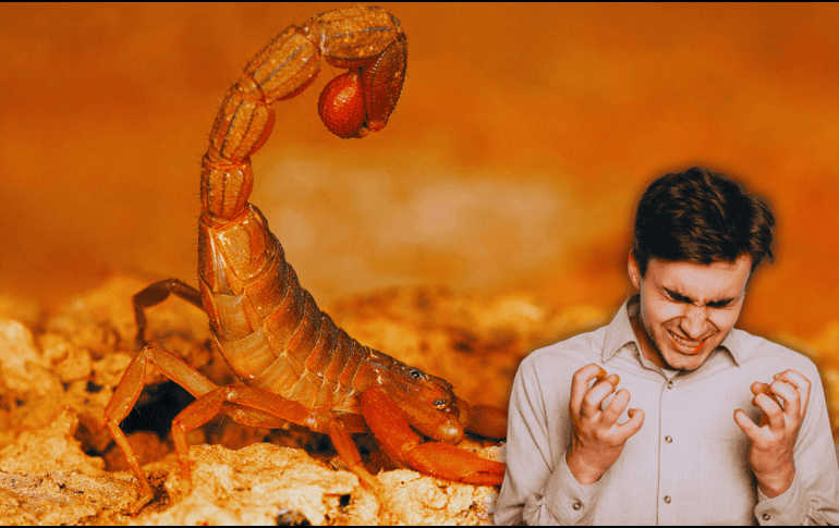 De acuerdo a investigaciones, de las 289 especies que habitan en México, únicamente 14 son tóxicas y su peligrosidad no depende ni de su tamaño ni de su color. ESPECIAL / CANVA