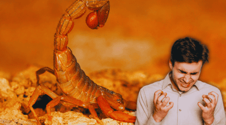 De acuerdo a investigaciones, de las 289 especies que habitan en México, únicamente 14 son tóxicas y su peligrosidad no depende ni de su tamaño ni de su color. ESPECIAL / CANVA