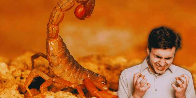 &iquest;Alacranes no pican a corajudos? La verdad del mito en M&eacute;xico