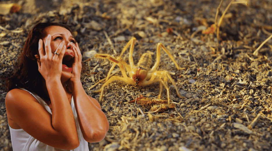 Por su aspecto, la gente confunde a las 