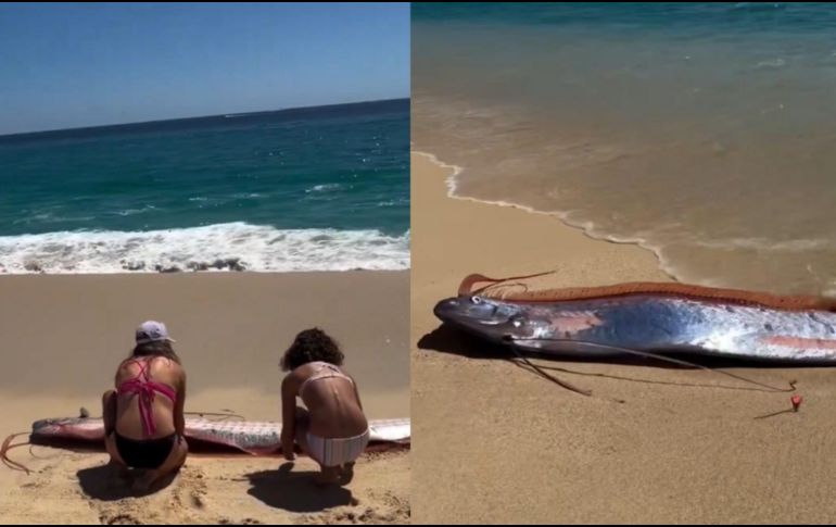 La presencia de peces remo cerca de la costa suele generar curiosidad entre la población debido a las creencias que existen alrededor de esta especie. CAPTURA DE PANTALLA/X/@sebastia_me