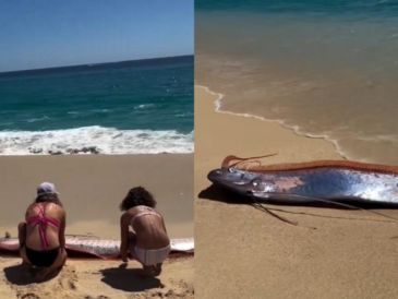 La presencia de peces remo cerca de la costa suele generar curiosidad entre la población debido a las creencias que existen alrededor de esta especie. CAPTURA DE PANTALLA/X/@sebastia_me