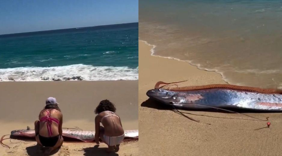 La presencia de peces remo cerca de la costa suele generar curiosidad entre la población debido a las creencias que existen alrededor de esta especie. CAPTURA DE PANTALLA/X/@sebastia_me