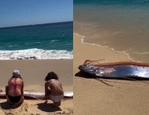 La presencia de peces remo cerca de la costa suele generar curiosidad entre la población debido a las creencias que existen alrededor de esta especie. CAPTURA DE PANTALLA/X/@sebastia_me