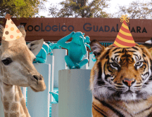 Si planeas aprovechar esta increíble promoción, te recordamos que el Zoológico Guadalajara se encuentra muy cerca de la Barranca de Huentitán. ESPECIAL/ EL INFORMADOR/ ARCHIVO/ Unsplash