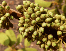 Muchas organizaciones tratan de preservar esta especie. ESPECIAL