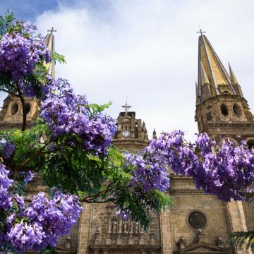 Cuenta la historia que el árbol fue traído a México por un hombre de origen japonés desde Brasil, y que durante el mandato del presidente Álvaro Obregón se ordenó sembrar estas plantas en las principales calles de México. ESPECIAL / EL INFORMADOR y CANVA