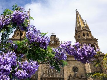 Cuenta la historia que el árbol fue traído a México por un hombre de origen japonés desde Brasil, y que durante el mandato del presidente Álvaro Obregón se ordenó sembrar estas plantas en las principales calles de México. ESPECIAL / EL INFORMADOR y CANVA