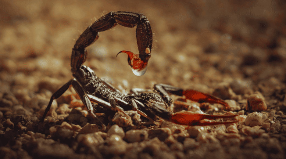 En México existen ocho especies de alacrán que son peligrosas y se localizan principalmente en la vertiente del Océano Pacífico. ESPECIAL / CANVA