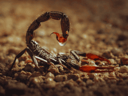 En México existen ocho especies de alacrán que son peligrosas y se localizan principalmente en la vertiente del Océano Pacífico. ESPECIAL / CANVA