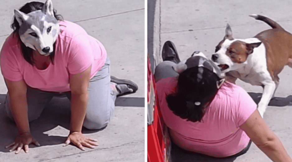 En las imágenes se observa cómo el pitbull muerde la prenda de la mujer. ESPECIAL / X / @mavica81