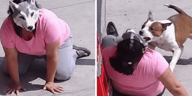 Therian vs. Pitbull: La historia real detr&aacute;s del video fake creado con IA