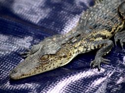 La cría mide aproximadamente 30 centímetros. CORTESÍA