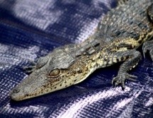 La cría mide aproximadamente 30 centímetros. CORTESÍA