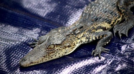 La cría mide aproximadamente 30 centímetros. CORTESÍA