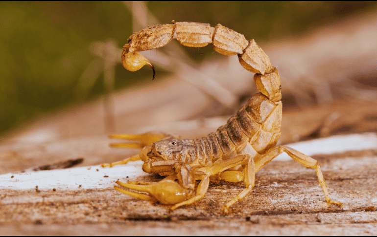 Son ocho las especies de alacranes peligrosas en México y afectan principalmente a Jalisco, Morelos, Guerrero, Nayarit, Guanajuato, Michoacán, Puebla, Durango, Oaxaca y el Estado de México. ESPECIAL / CANVA