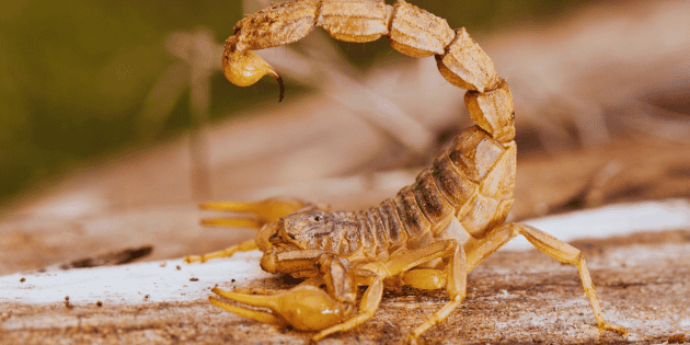 A esta hora del d&iacute;a los alacranes son m&aacute;s peligrosos