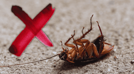 Este cítrico no solo es apreciado en la gastronomía por su versatilidad y sabor, sino que su aroma intenso y su contenido de ácido cítrico resultan desagradables para las cucarachas. ESPECIAL / CANVA