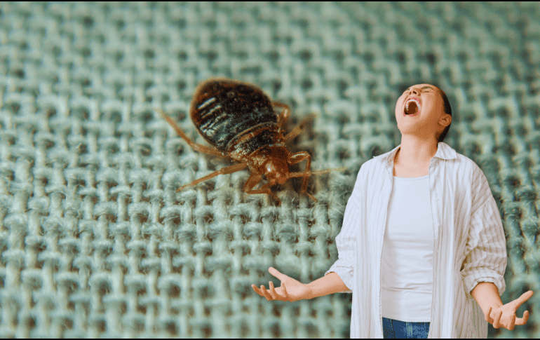 Las chinches de cama también pueden proliferar durante la temporada de calor, especialmente en ambientes con mucho movimiento de personas, como el transporte público, hoteles, cines, escuelas, etc. ESPECIAL / CANVA
