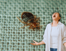 Las chinches de cama también pueden proliferar durante la temporada de calor, especialmente en ambientes con mucho movimiento de personas, como el transporte público, hoteles, cines, escuelas, etc. ESPECIAL / CANVA