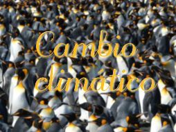 Que haya una especie como el pingüino rey que se adapte tan bien a los cambios estacionales y a las variaciones en los tiempos 