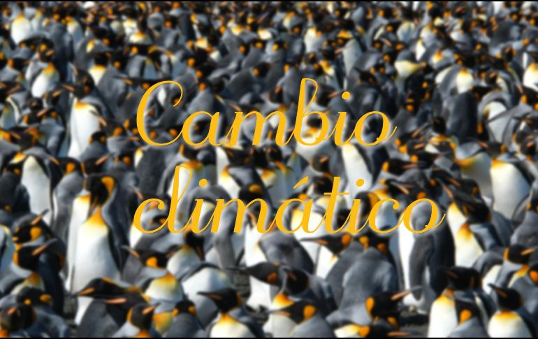 Que haya una especie como el pingüino rey que se adapte tan bien a los cambios estacionales y a las variaciones en los tiempos 