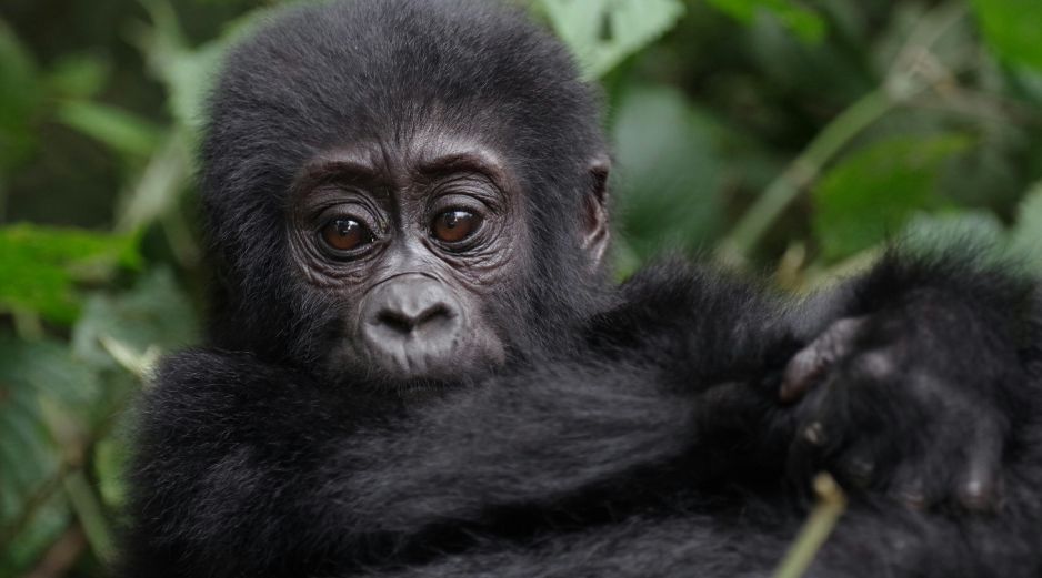 De acuerdo con las autoridades del parque, el nuevo integrante pertenece a la familia Masibo, que ahora suma un total de 15 individuos. Unsplash