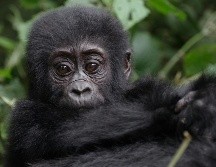 De acuerdo con las autoridades del parque, el nuevo integrante pertenece a la familia Masibo, que ahora suma un total de 15 individuos. Unsplash