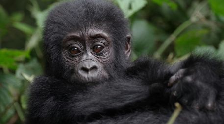 De acuerdo con las autoridades del parque, el nuevo integrante pertenece a la familia Masibo, que ahora suma un total de 15 individuos. Unsplash