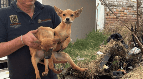 De acuerdo con la Fiscalía, se trata de 21 caninos de distintas características, entre ellos ocho ejemplares tipo french de talla mediana y 13 perros criollos de talla mediana y pequeña. CORTESÍA/ Fiscalía del Estado de Jalisco