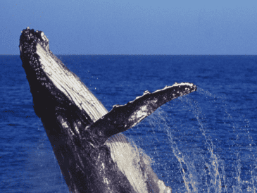 Gobiernos y empresas buscan expandir la infraestructura para aprovechar la demanda global de gas natural; grupos ambientalistas advierten sobre los efectos de estas instalaciones en ecosistemas marinos y costeros. CANVA