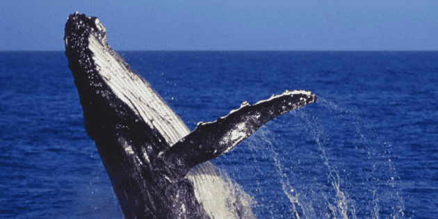Viral: Cancelan proyecto de gas en el Golfo de California y "salvan" a las ballenas