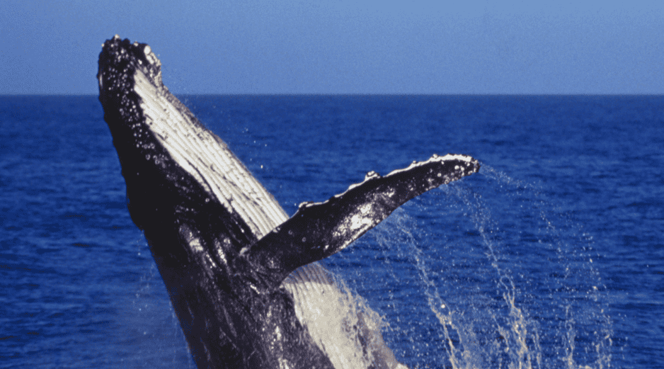 Gobiernos y empresas buscan expandir la infraestructura para aprovechar la demanda global de gas natural; grupos ambientalistas advierten sobre los efectos de estas instalaciones en ecosistemas marinos y costeros. CANVA