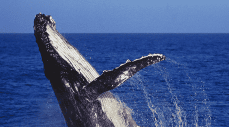 Gobiernos y empresas buscan expandir la infraestructura para aprovechar la demanda global de gas natural; grupos ambientalistas advierten sobre los efectos de estas instalaciones en ecosistemas marinos y costeros. CANVA